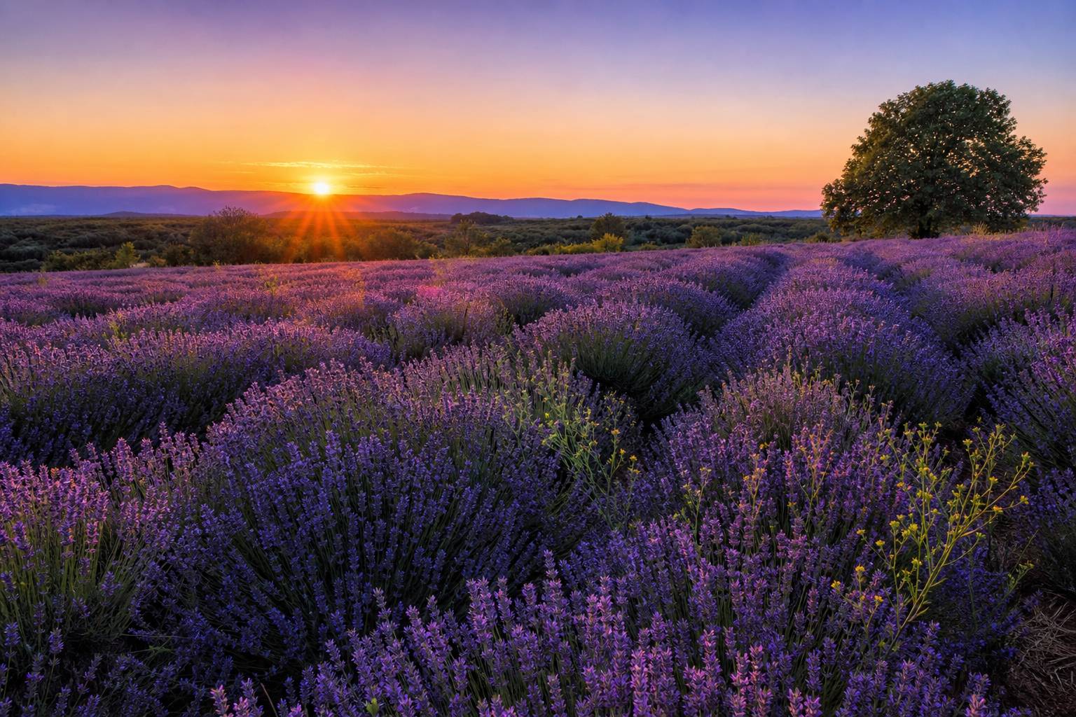 Champ de lavande ou tournesols au coucher du soleil serenite infini